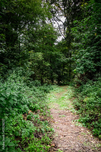 Waldweg