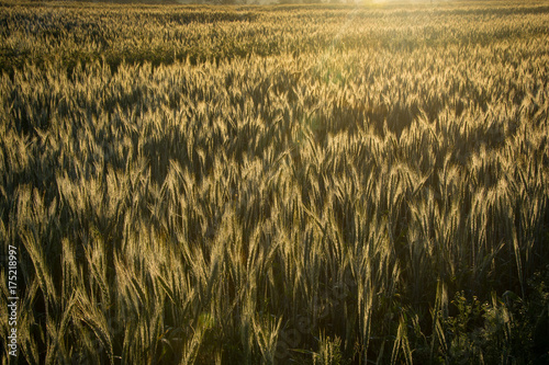 The early morning light of sunrise backlights the wheat field on a farm