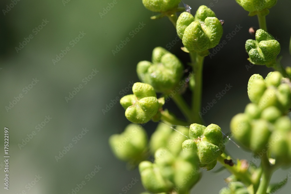 Fruits of a common rue Fruits of a common rue