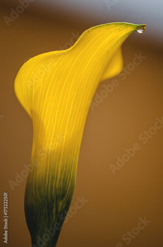 Wallpaper Mural close up of water drop on yellow calla Torontodigital.ca