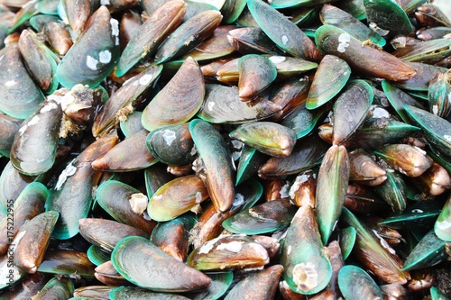 Fresh mussel for cooking in the market
