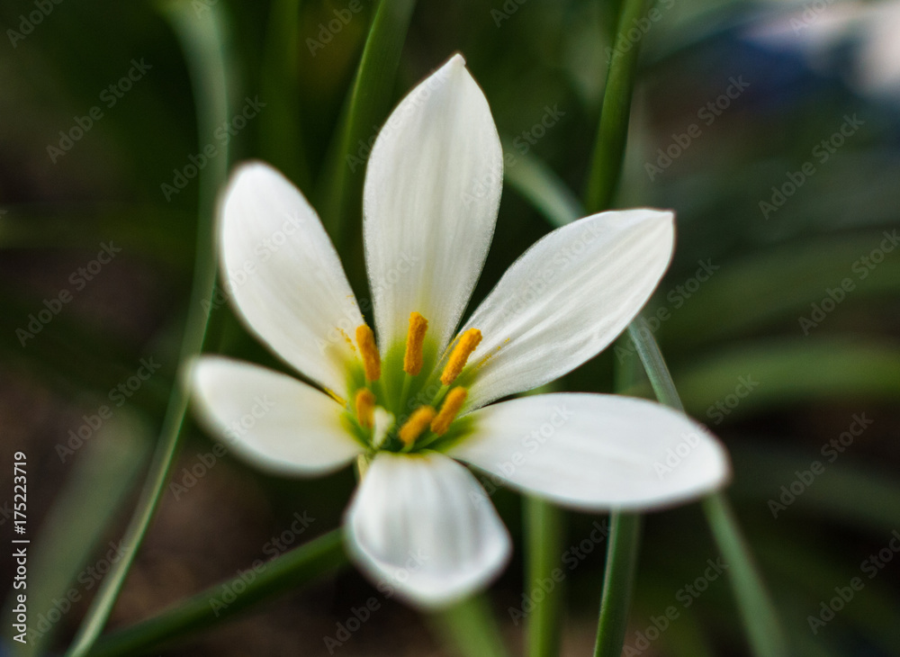 White Zephyranthes with green leaves