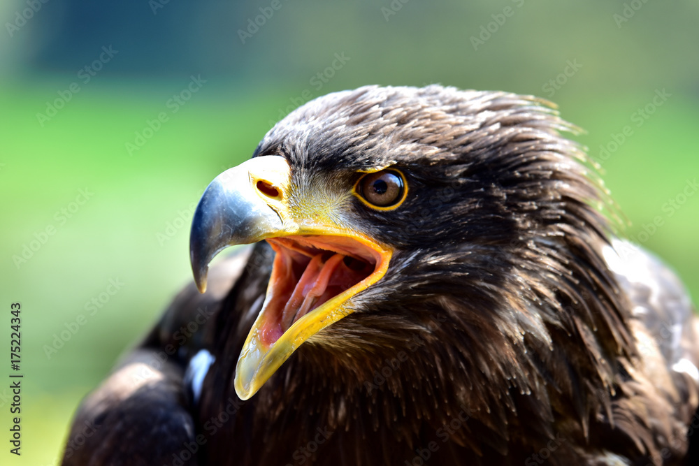 Obraz premium Weißkopfseeadler