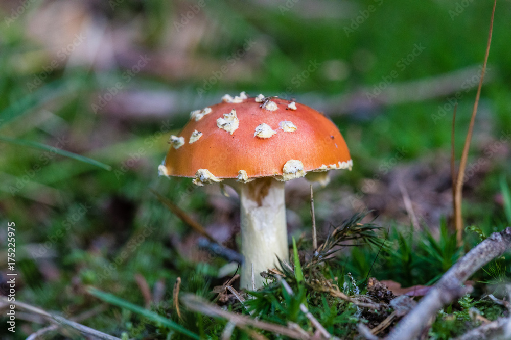Pilz Pilz
