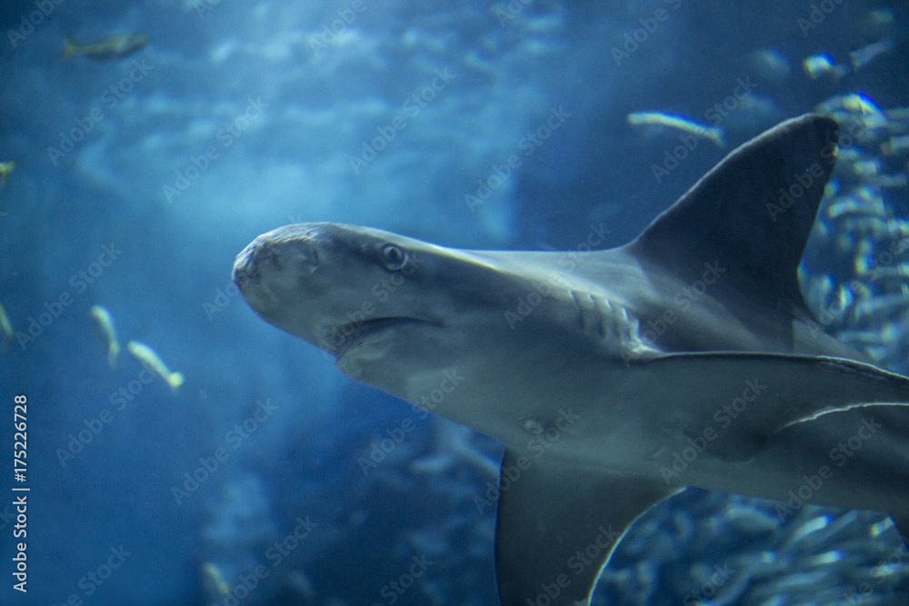 Naklejka premium メジロザメ