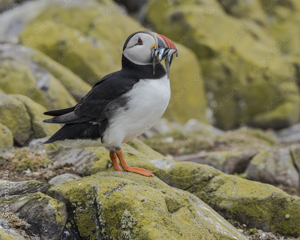Fototapeta premium Puffin with Sand Eels