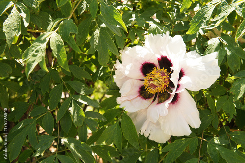Paeonia suffrutlcosa album white and maroon peony flowers head with green