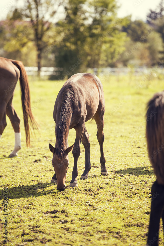 A brown horse grazes in a patch with a white beautiful fence. A brown horse grazes in a patch with a white beautiful fence.