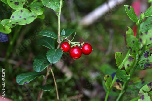 Berries of a wild lingonberry
