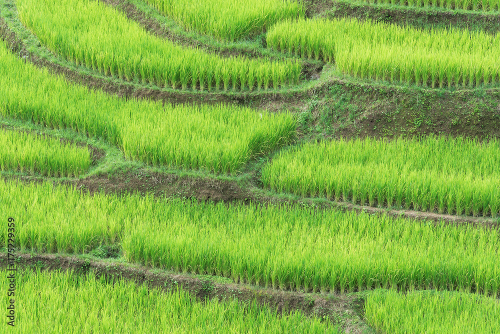 Green rice in paddy fields