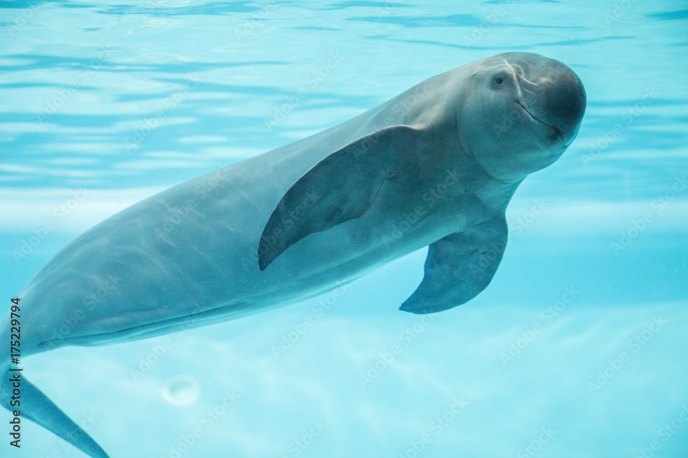 Obraz premium スナメリ