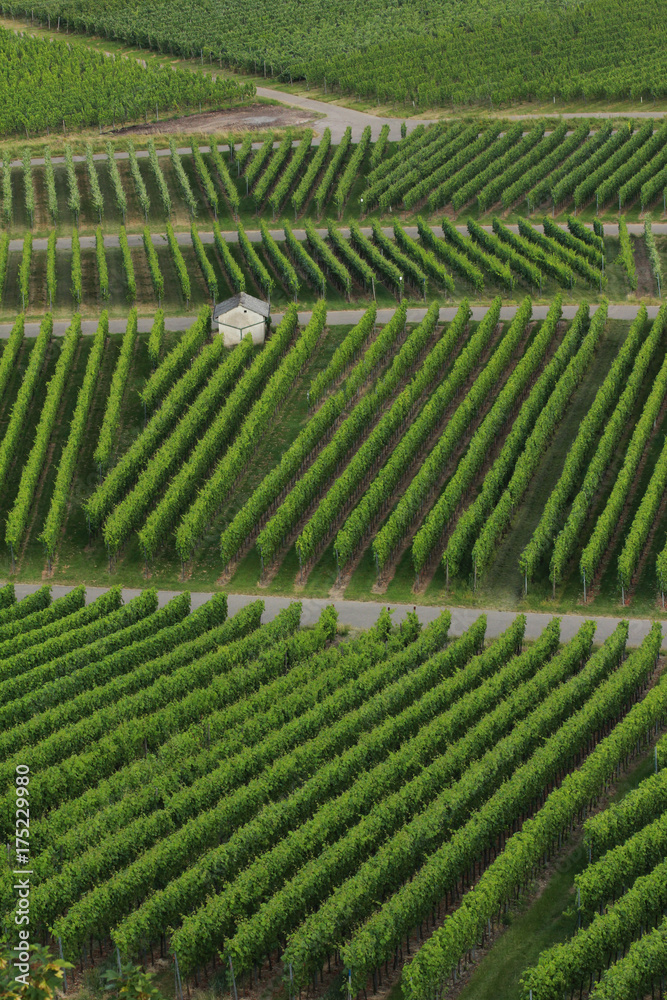 Wine yard Wine yard
