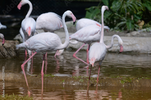 Portrait of pink and white american famingos in pond.