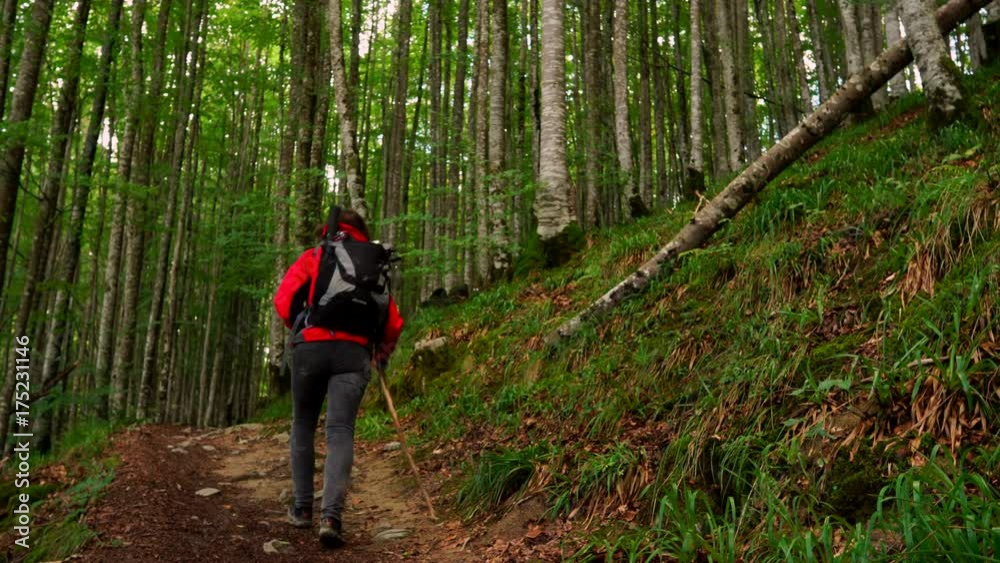 Hiker walking into the forest Hiker walking into the forest
