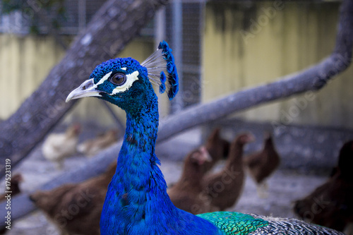 Pavão azul no galinheiro photo