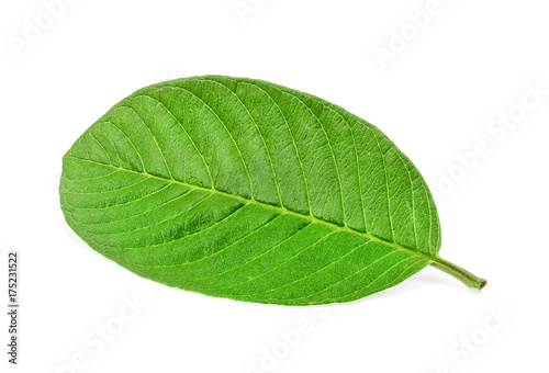 leaf isolated on a white background
