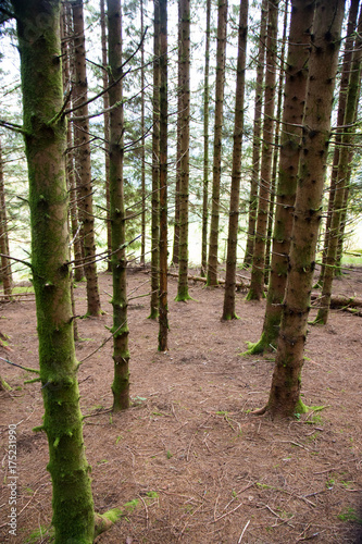 Spruce forest