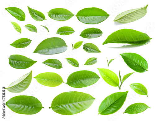 Plakat tea leaf isolated on white background