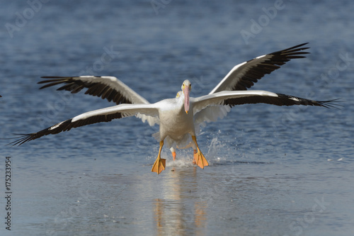 Foto American White Pelican X-Wing landing