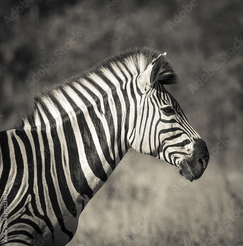 Common Zebra  South  Africa