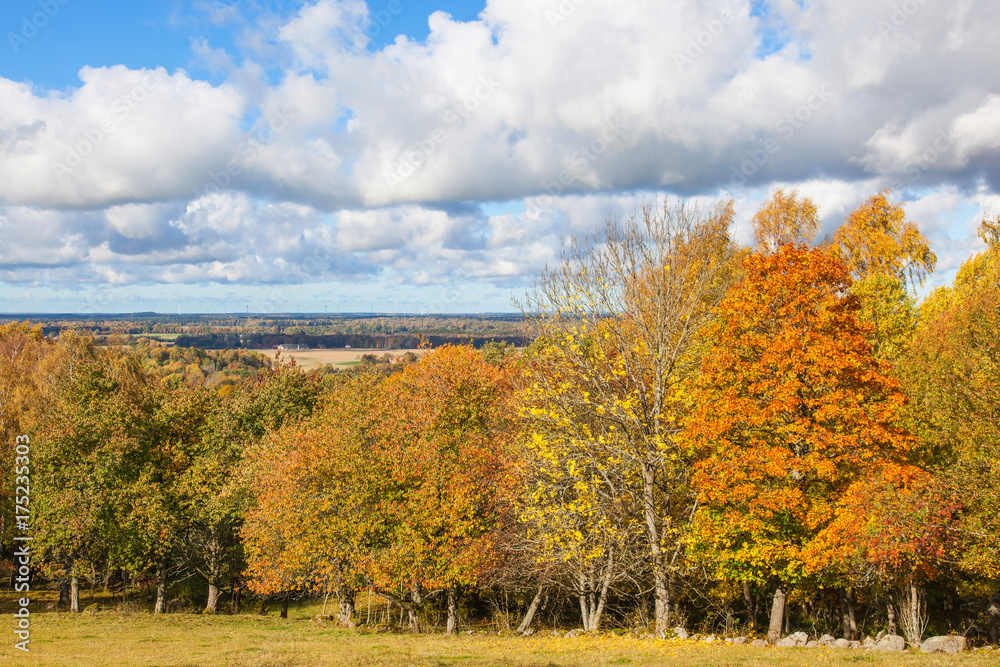 Fototapeta premium Autum forest scenery