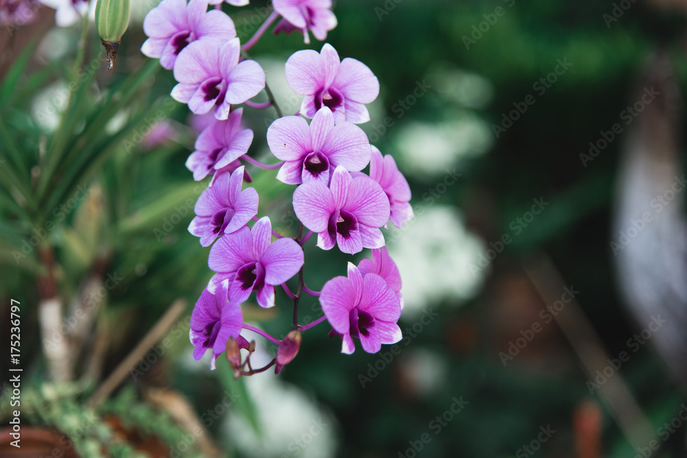 Obraz premium Pink and Purple Orchids against Green Background in Thailand