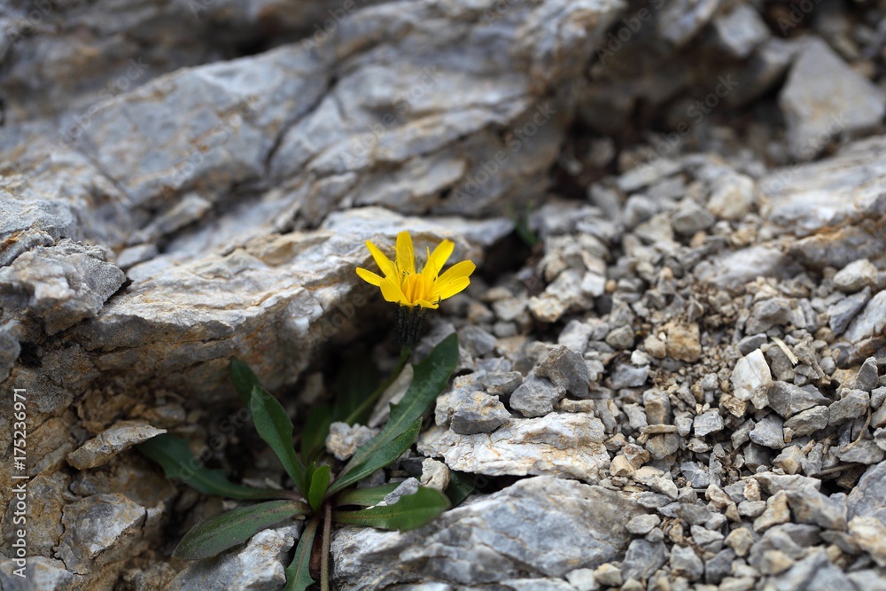 Flower of the hawksbeard (Crepis jacquinii) Flower of the hawksbeard (Crepis jacquinii)