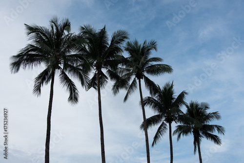 Silhouette of Five Palm Trees Standing Tall on a Sunny Day