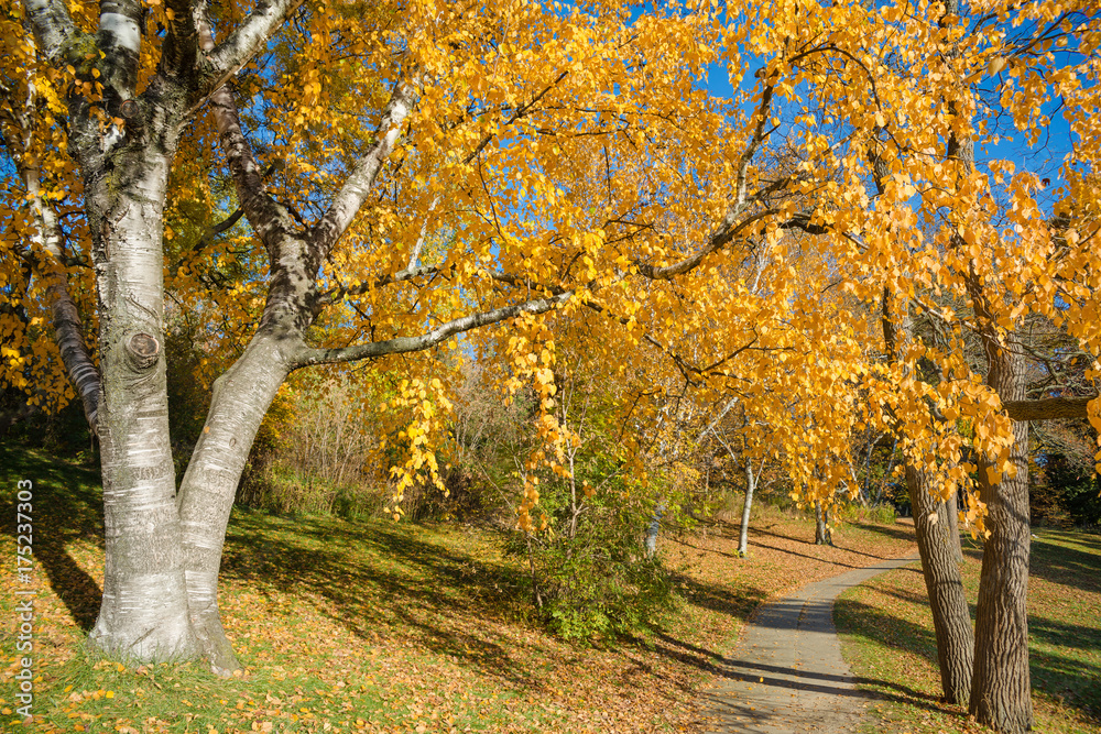 Obraz premium Colorful Autumn in Park, Toronto, Ontario, Canada