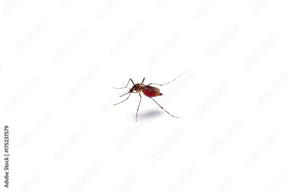 Macro of mosquito sucking blood isolated on white background,Mosquito dangerous is carrier of malaria, encephalitis dengue and zika virus.