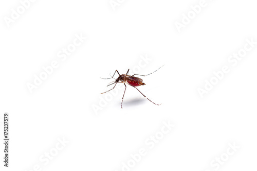 Macro of mosquito sucking blood isolated on white background,Mosquito dangerous is carrier of malaria, encephalitis dengue and zika virus.
