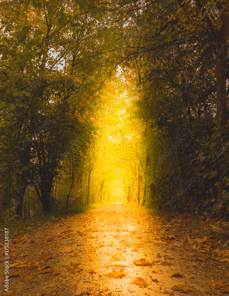 Der weg im Wald im Herbst mit Sonnenlicht 