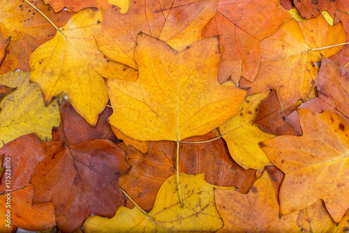 Colorful and bright background made of fallen autumn leaves. Autumn concept