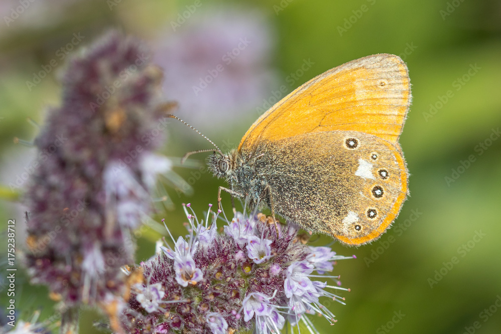 Obraz premium Chestnut Heath - Coenonympha glycerion
