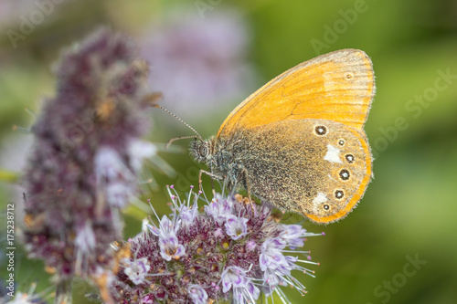 Chestnut Heath - Coenonympha glycerion photo