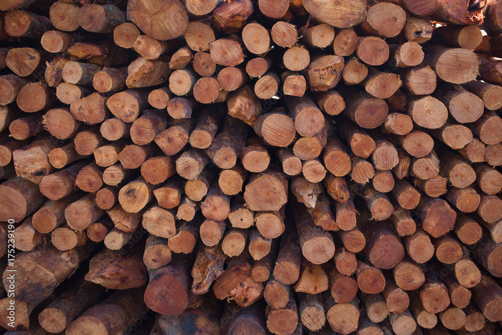 Firewood stacked and prepared for winter Pile of wood logs Firewood stacked and prepared for winter Pile of wood logs
