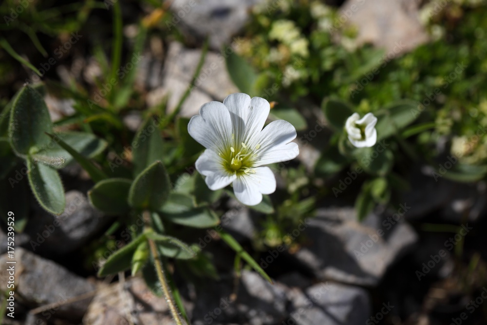 Mouse-ear chickweed Cerastium latifolium) Mouse-ear chickweed Cerastium latifolium)