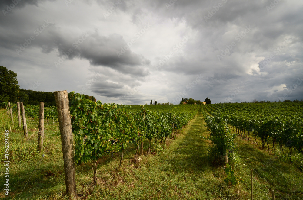 Vineyards and cloudy sky