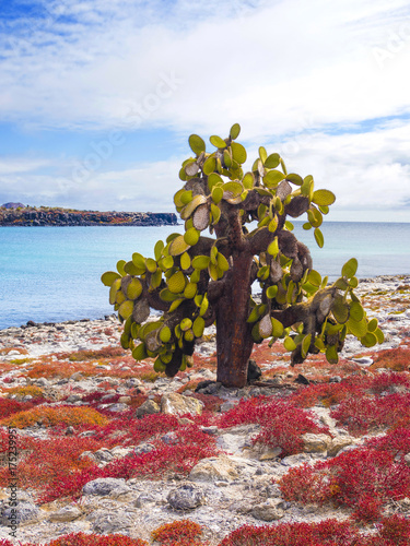 AMAZING CACTUS TREES ON SOUTH PLAZA ISLAND - GALAPAGOS, ECUADOR
