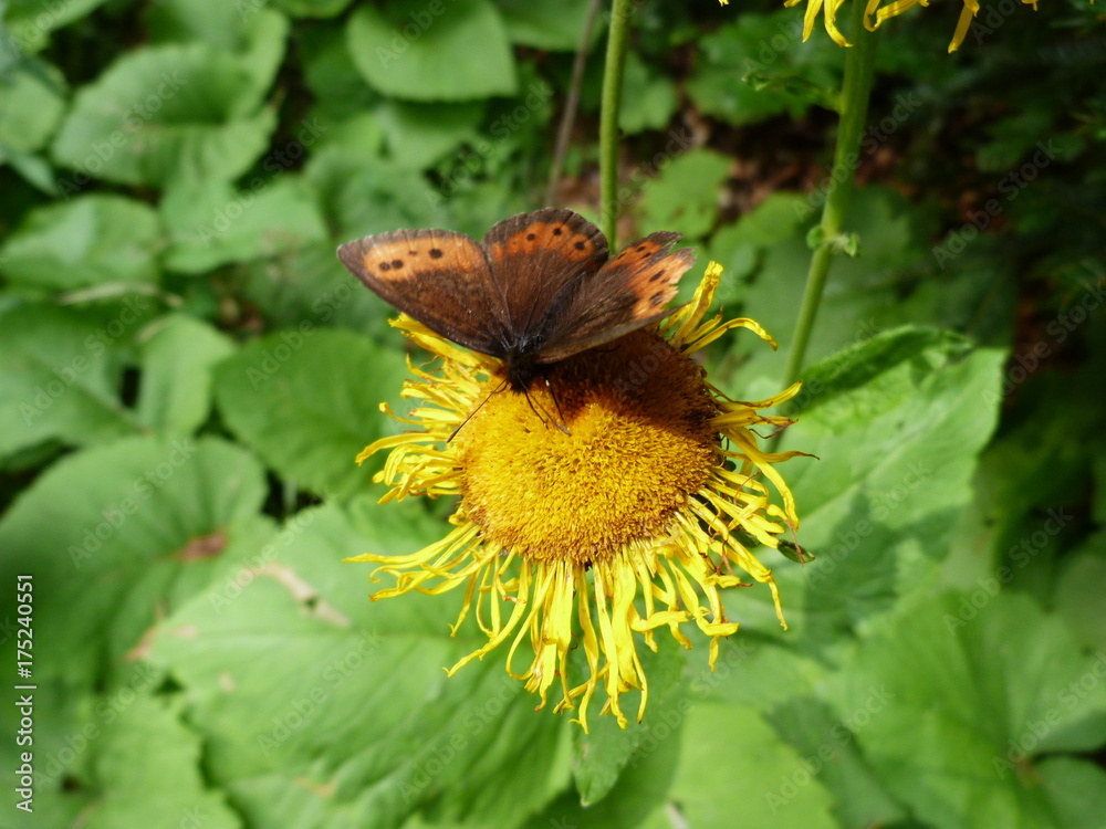 insects and wild vegetation of the Ukrainian Carpathians. insects and wild vegetation of the Ukrainian Carpathians.