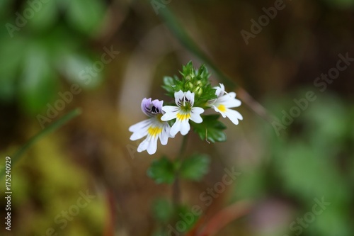 Flowers of the Eyebright Euphrasia rostkoviana photo
