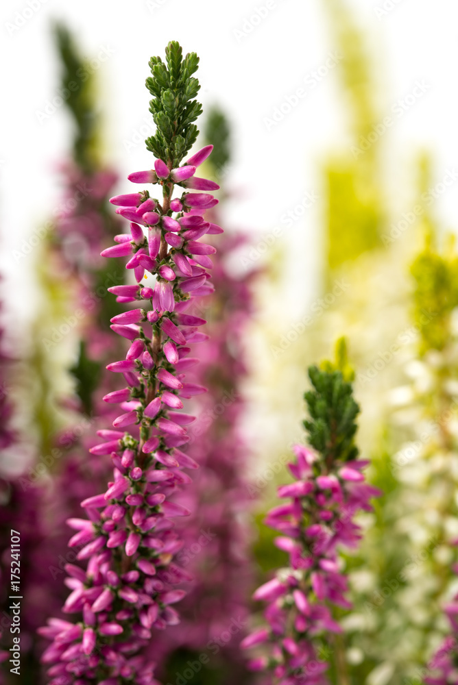 Fototapeta premium Calluna vulgaris