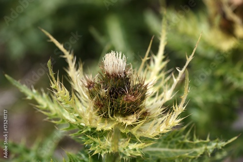 Spiniest Thistle (Cirsium spinosissimum) photo