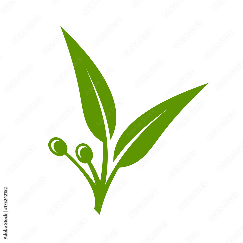 Fototapeta premium Eucalyptus Green Leaves Icon on White Background. Vector