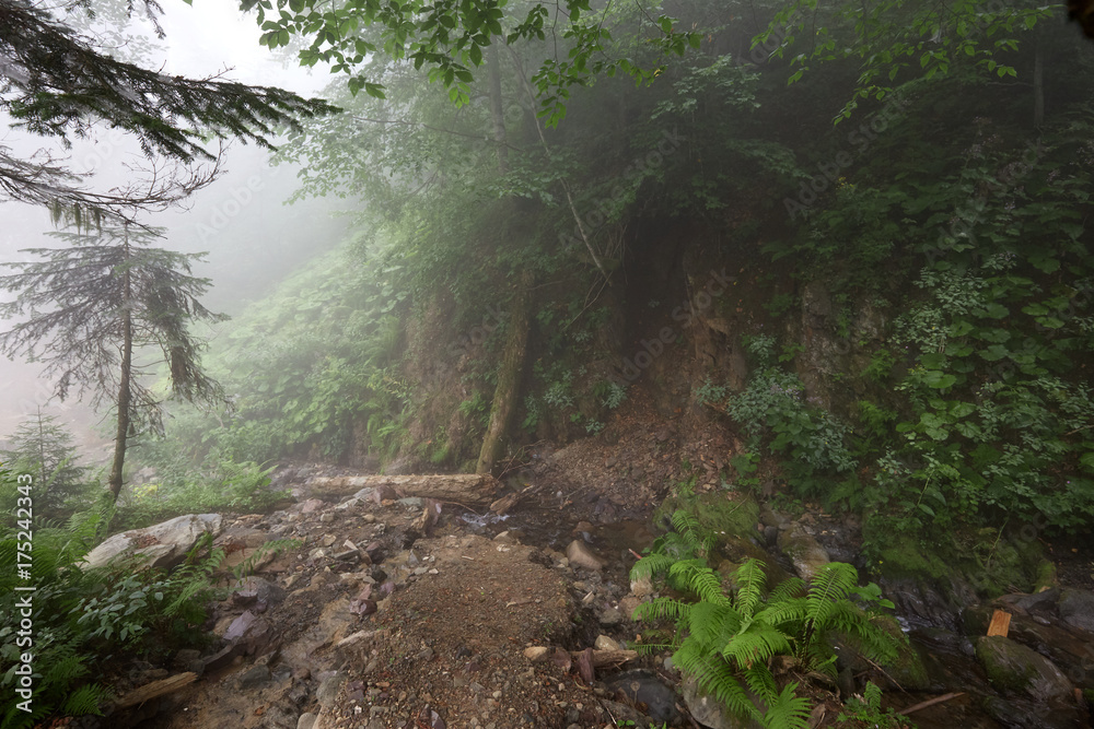 Fototapeta premium Deep fog in pine-tree forest