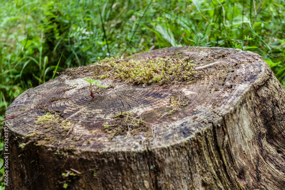 Stump with moss and ring tree, Cansiglio Forest, veneto, Italy Stump with moss and ring tree, Cansiglio Forest, veneto, Italy