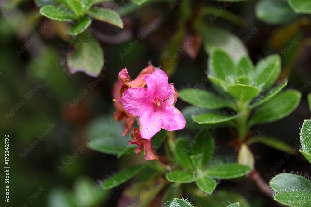 Hairy alpenrose (Rhododendron hirsutum) Hairy alpenrose (Rhododendron hirsutum)