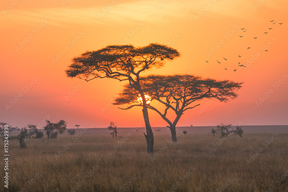 Sunrise in the Serengeti national park,Tanzania - obrazy, fototapety, plakaty 