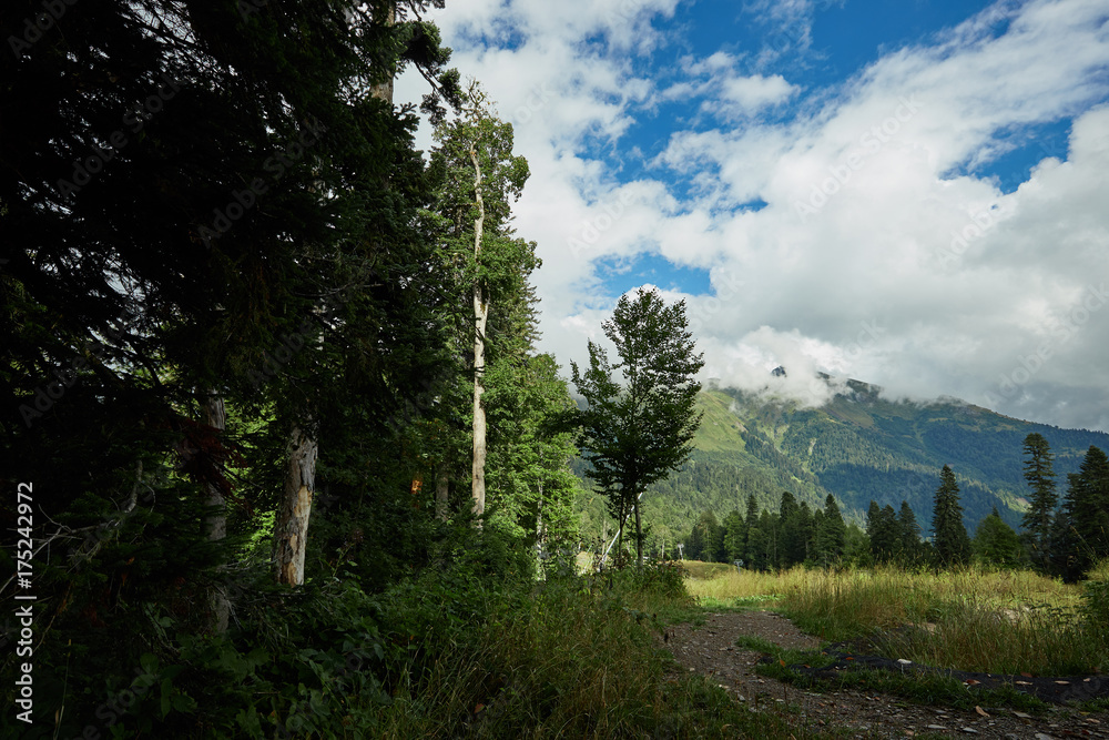 Beautiful mountain forest landscape. Beautiful mountain forest landscape.