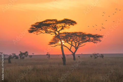 Obraz Wschód słońca w Serengeti parku narodowym, Tanzania